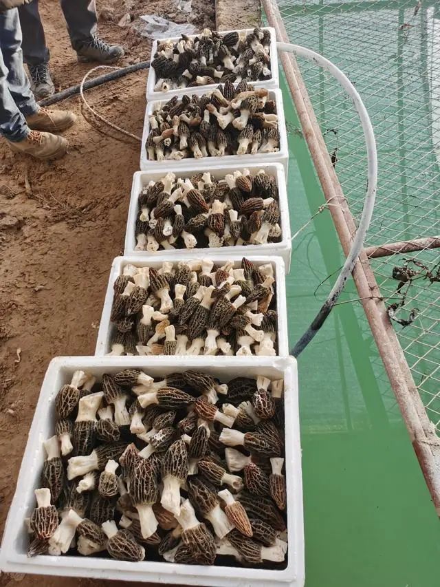 圖片關(guān)鍵詞 https://mmbiz.qpic.cn/mmbiz_jpg/qmUUOFzKOySicbjjG0D3GtIeiamkVc4vX04nXVO2qdFZ0Pj86iaaqib1mljMA1CFsTSmqKLtNQsYUl0xIicMmPia96Aw/640?wx_fmt=jpeg